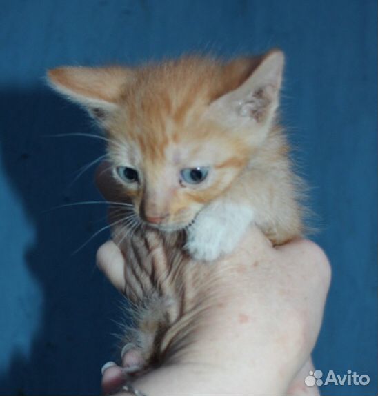 Рыжий котенок в добрые руки купить на Зозу.ру - фотография № 5