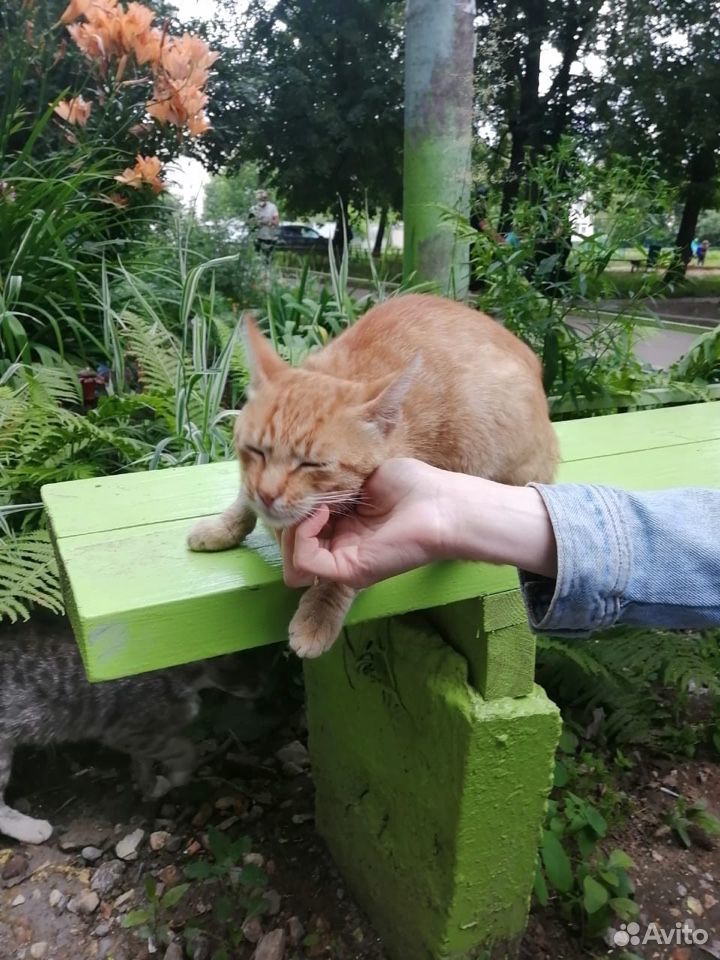 Ласковый котик ищет самых добрых хозяев купить на Зозу.ру - фотография № 3