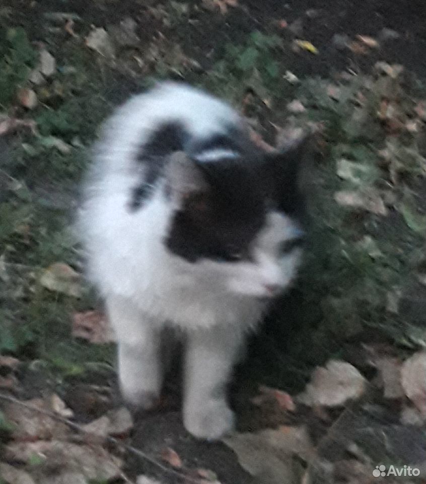 Бело-черный котик купить на Зозу.ру - фотография № 3