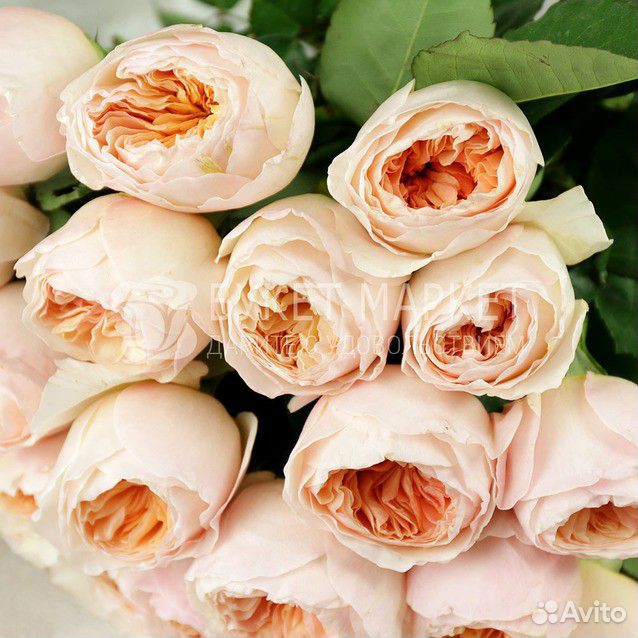 Букет из 25 персиковых пионовидных роз купить на Зозу.ру - фотография № 2