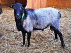 Овцы и бараны романовской породы - племенные объявление продам