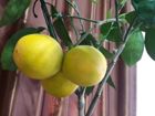 Лимоны, апельсины, (цитрусовые) объявление продам