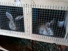 Кролики 1-4 месяца объявление продам