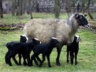 Овцы Романовской породы объявление продам
