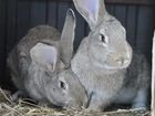 Кролики и утята объявление продам