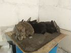 Кролики Серый великан -калифорния объявление продам