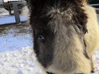 Продам кобылку шетлендского пони объявление продам