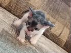 Котёнок брашевый сфинкс объявление продам