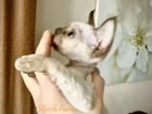 Кошечка Девон Рекс от Титулованных родителей объявление продам
