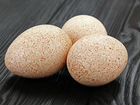 Яйца индюшинные для инкубации объявление продам