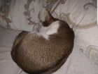 Молодой кот от Абиссинской кошки объявление продам