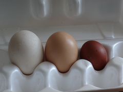 Пищевое диетическое яйцо цесарки и индейки