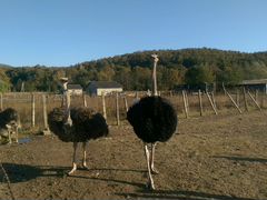 Продам африканских страусов черных