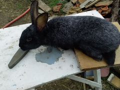 Продам кролика самца