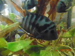 Рыбки Аквариум Цихлазома чернополосая