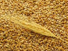 Пшеница фуражная в мешках по 40 кг