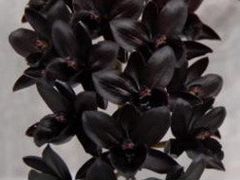 Орхидея Fredclarkeara After Dark 'SVO Black Pearl
