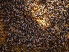 Продам пчелосемьи и пчелопакеты