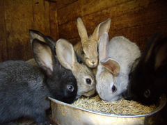 Кролики помесь на мясо и на племя от 1,5 месяца