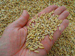 Пшеница и ячмень новый урожай