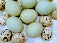 Инкубационные яйца кур породы синь синь дянь
