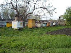 Пчелопакеты, пчелосемьи, пчелы среднерусские