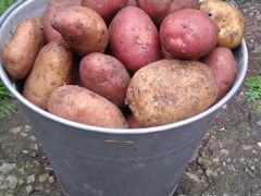 Картошка, деревенская, крупная