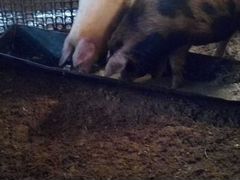 Домашние свиньи