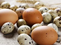 Инкубационные яйца (перепелиные и куриные)