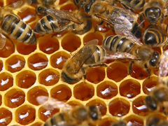 Пчелосемьи, пчелопакеты, рои