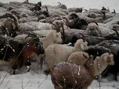 Козы и овцы