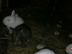 Кролик 2 месяца