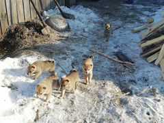 Продам западно сибирских щенят