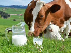 Молоко коровье парное и творог