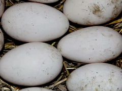 Инкубационнные яйца гуей