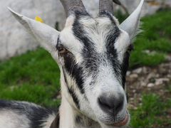 Продаю дойную козу, окрас трехцветный. фото пример