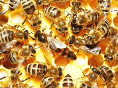 Продаются зимовалые семьи пчел