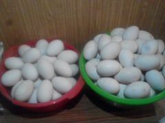 Инкубационное яйцо гусиное порода линдовские