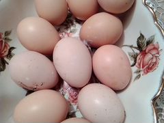 Яйца байцовских кур