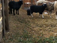 Годовалая овца и 2 ягненка