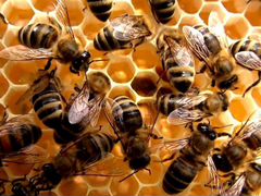 Продам пчелосемьи в Комсомольске-на-Амуре