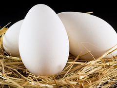 Яйцо гусинное,порода Холмогоры и большие серые