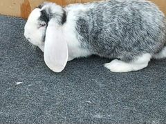 Кролик породы Французский Баран
