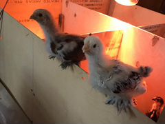 Цыплята Брама 1 месяц