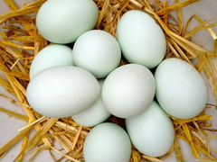 Яйца утиные (инкубационные) и куриные