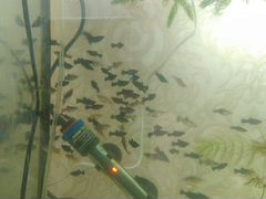 Рыбки моллинезии.аквариумное растение роголистник