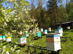Пчелы на высадку рамка 300 и230