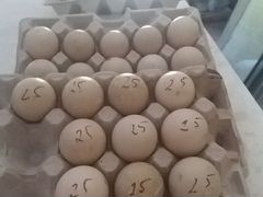 Продажа инкубационного импортного яйца мускусной у