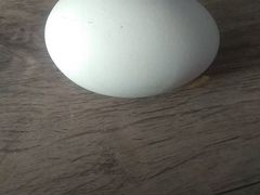 Инкубационное яйцо Гусиное - индоутиное- куриное