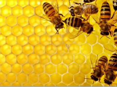 Продам семьи пчёл